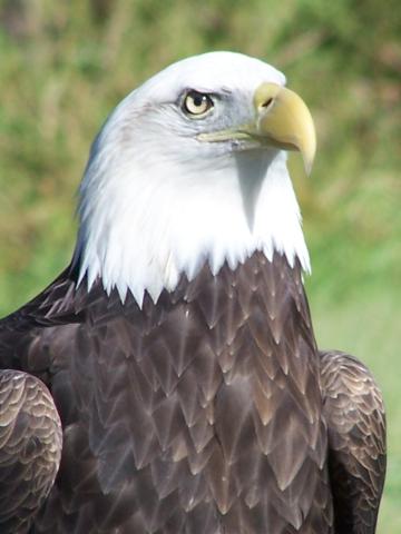 Eagles of North America