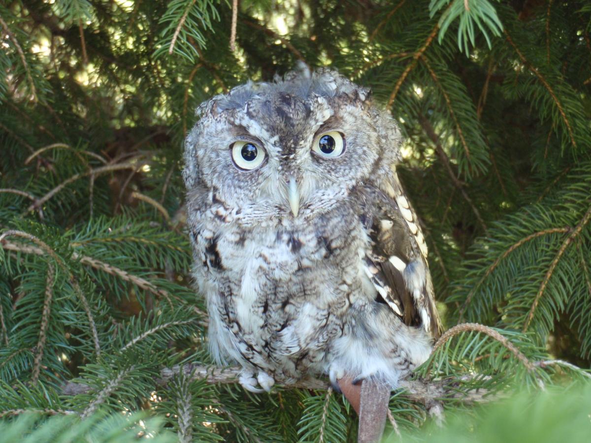 Screech Owl sitting in a tree