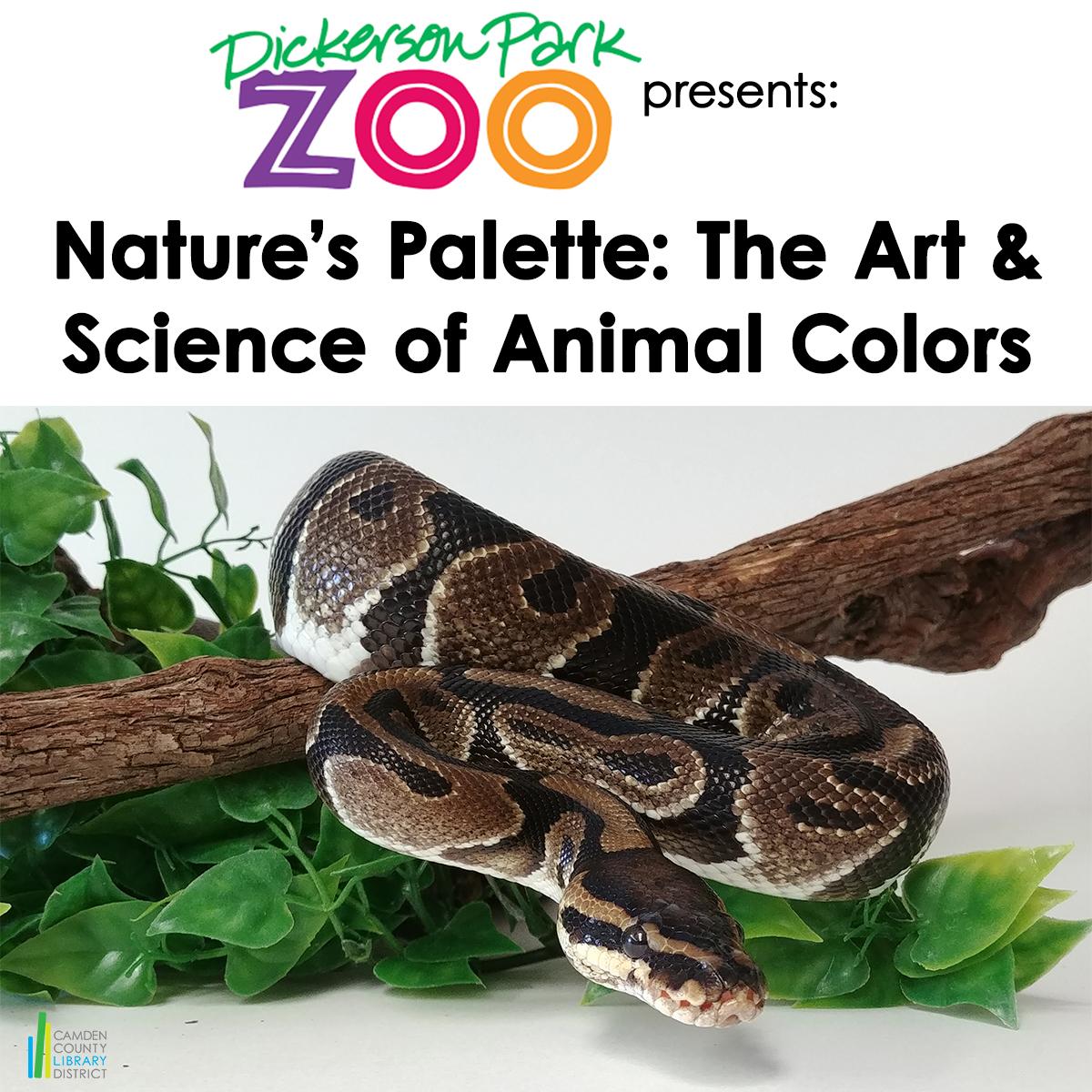 Ball Python slithering on a stick with leaves